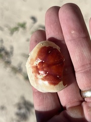 Gecarcinus lateralis