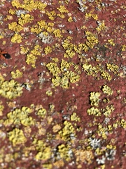 Xanthoria parietina