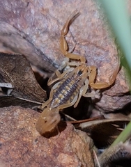 Centruroides sculpturatus
