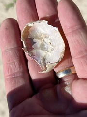 Gecarcinus lateralis