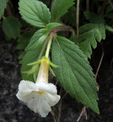 Achimenes occidentalis