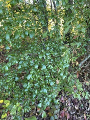 Vaccinium arboreum