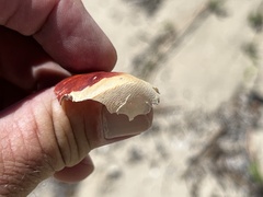 Gecarcinus lateralis