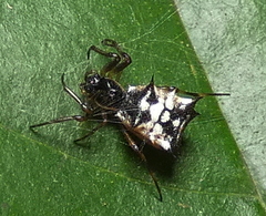 Micrathena picta