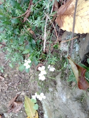 Arabidopsis arenosa