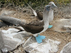 Sula nebouxii excisa