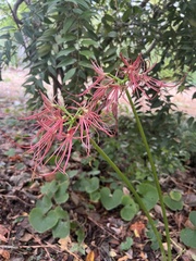 Lycoris