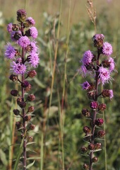 Liatris scariosa