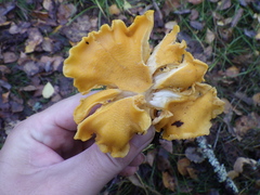 Cantharellus cibarius