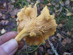 Cantharellus cibarius