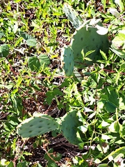 Opuntia anahuacensis