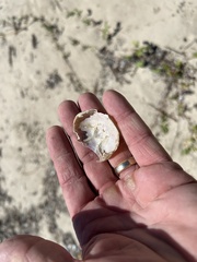 Gecarcinus lateralis