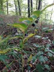 Polygonatum odoratum