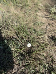 Acleisanthes longiflora