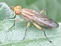 Tetanocera