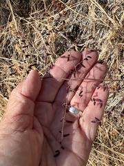 Pellaea andromedifolia