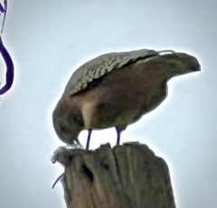 Buteo lineatus elegans