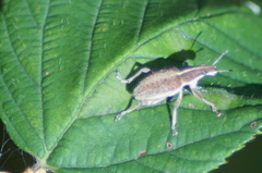 Charagmus gressorius