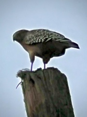 Buteo lineatus elegans