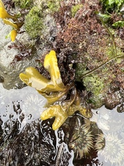Fucus