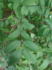 Lonicera morrowii