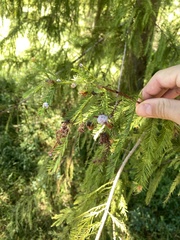 Taxodiomyia