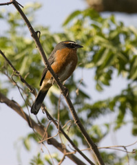 Black-And-Rufous Warbling-Finch photo 5