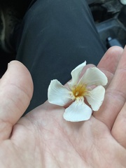 Vernicia fordii