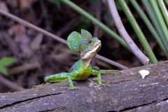 Basiliscus galeritus
