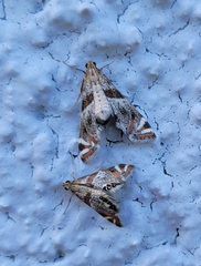 Petrophila jaliscalis