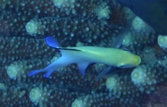 Dascyllus marginatus