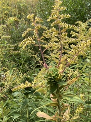 Solidago rugosa