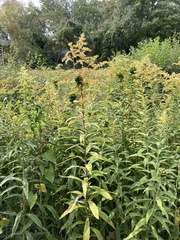 Solidago rugosa