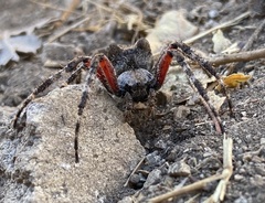 Araneus saevus