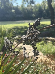 Vitex agnus-castus