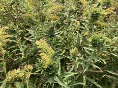 Solidago rugosa