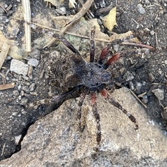 Araneus saevus