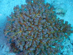 Pocillopora