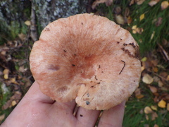 Lactarius torminosus