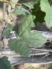 Vitis mustangensis