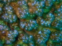 Pocillopora