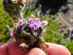 Pseudodictamnus africanus