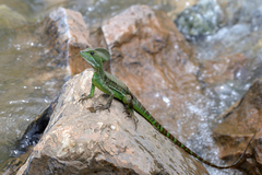 Basiliscus galeritus