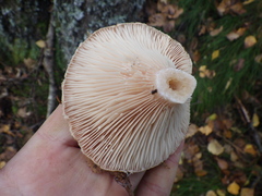 Lactarius torminosus