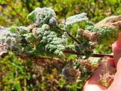 Pseudodictamnus africanus
