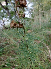 Aconitum anthora