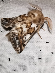 Thaumetopoea herculeana