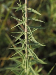 Liatris scariosa