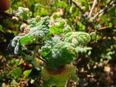 Pseudodictamnus africanus
