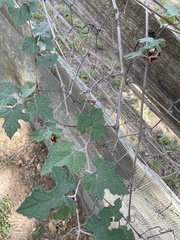 Vitis mustangensis